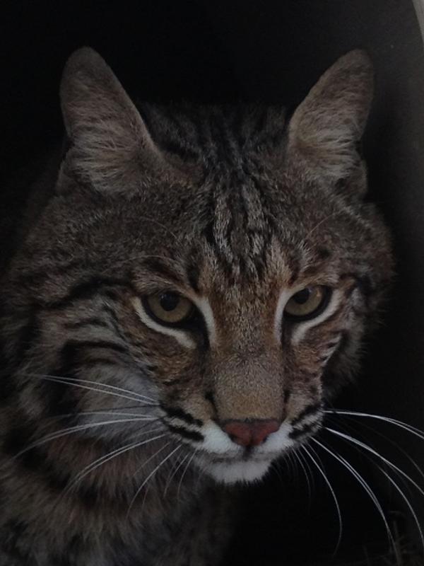 LOUISIANA BOBCAT REFUGE Logo