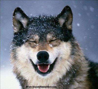 Good Wolf Logo
