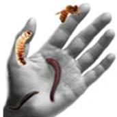 BIOTHERAPEUTICS EDUCATION AND RESEARCH FOUNDATION Logo