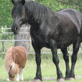 Star Canine And Equine Rescue Inc Logo