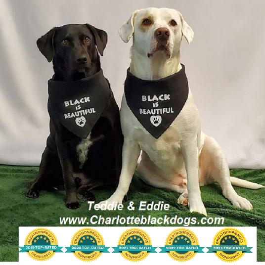 Charlotte Black Dogs Logo