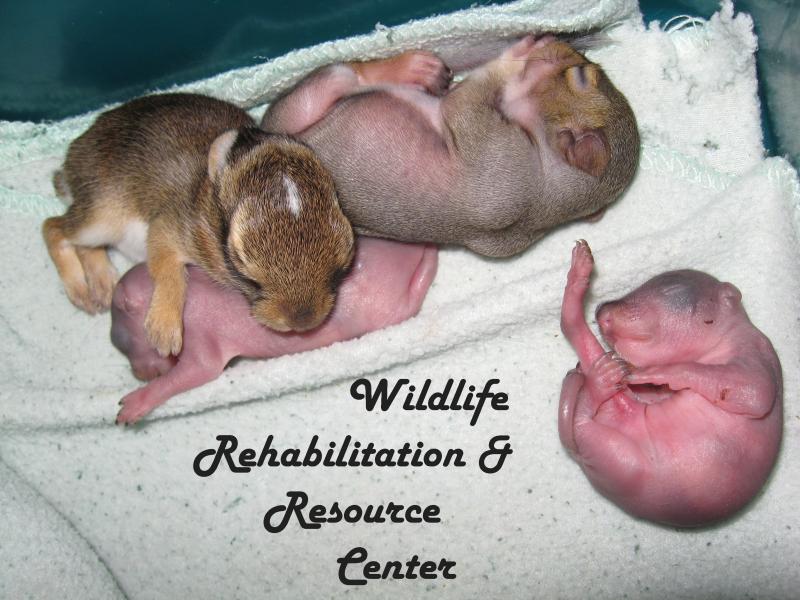 Wildlife Rehabilitation & Resource Center Inc Logo