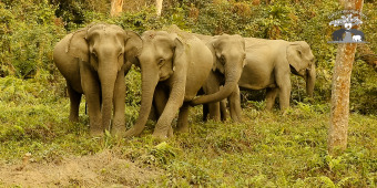 Voices for Asian Elephants  