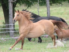 Star Canine And Equine Rescue Inc