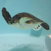 Sea Turtle Recovery
