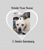 Brindle Posse Rescue Inc