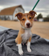United Animal Friends Inc