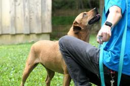 Animal Protection Society Of Orange Co Inc