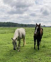 Red Horse Running Equine Foundation