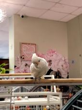 Papayago Rescue House, Inc.
