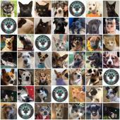 Ruff Start Rescue Inc