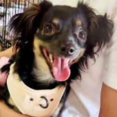 Cherished Tails Senior Sanctuary