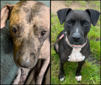 Annas Angels Dog Rescue