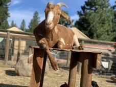 Harmony Farm Sanctuary
