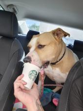 Blue Waters Dog Rescue