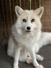 Pawsitive Beginnings