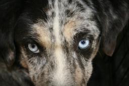 Norfolk Society For The Prevention of Cruelty To Animals, Inc.