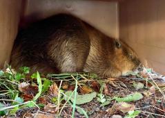 Wildlife Center Of The North Coast