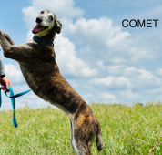 Prison Greyhounds Inc