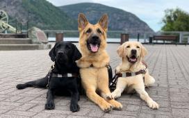 Guiding Eyes for the Blind Inc