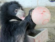 Wildlife SOS