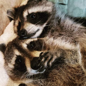 Little Bit Wildlife Rescue 