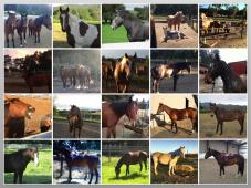 Aureole Ranch Horse Rescue