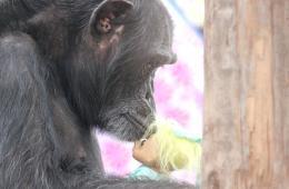 Chimpanzee Sanctuary Northwest