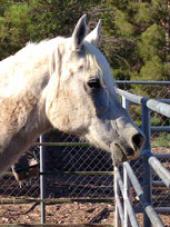 White Horse Youth Ranch