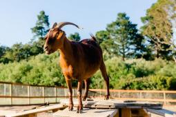 Goatlandia Farm Animal Sanctuary And Education Center