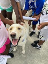 Friends of Strays, Inc.