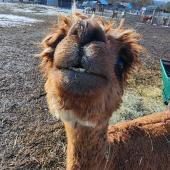 Olympic Peninsula Alpaca Rescue