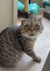 Trenton Cats Rescue
