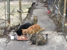 Hope For Homeless Cats Inc