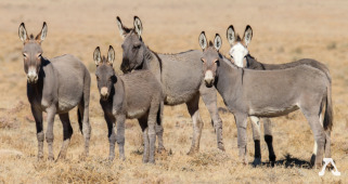 American Wild Horse Conservation