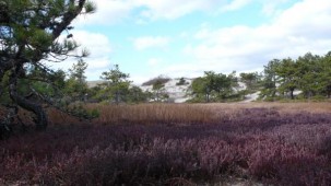 Provincetown Conservation Trust