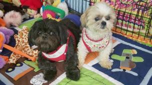 Lend A Helping Paw Shih Tzu Rescue