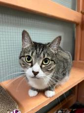 Spca Of North Brevard Inc
