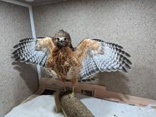 The Raptor Trust