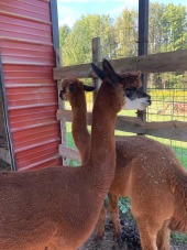 Sugar Mutts Rescue Inc