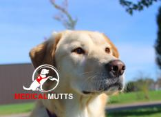Medical Mutts Service Dogs Inc