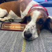 Suncoast Basset Rescue Inc