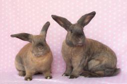 Los Angeles Rabbit Foundation