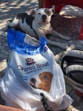 Street Dogz
