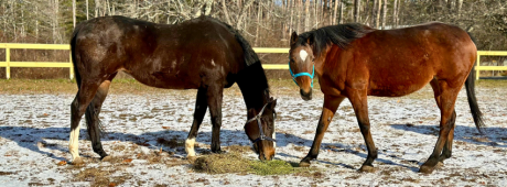 Unbridled Sanctuary