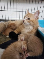 Quailwings Rescue