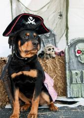 Rottweiler Hearts Rescue