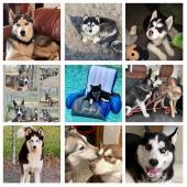 Hoardin Huskies Inc