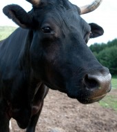 Woodstock Farm Sanctuary 