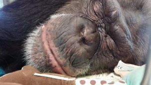 SAVE THE CHIMPS